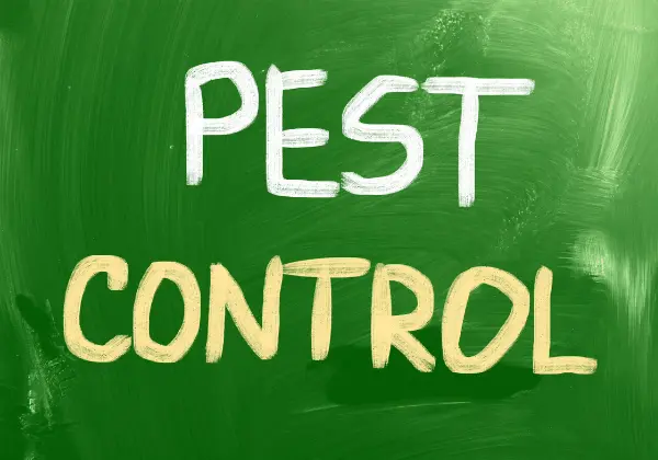 Pest Control SEO